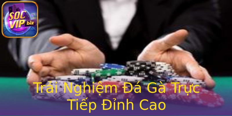 Trải Nghiệm Đá Gà Trực Tiếp Đỉnh Cao Trải Nghiệm Đá Gà Trực Tiếp Đỉnh Cao
